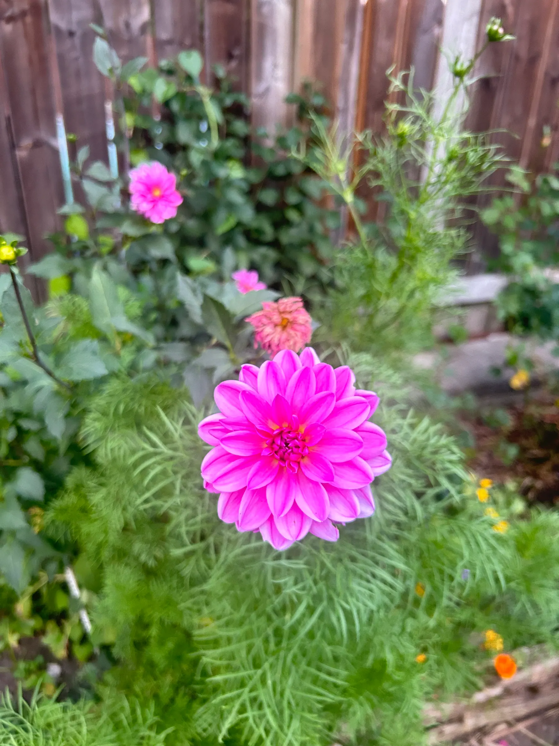 Flowers in garden image 10