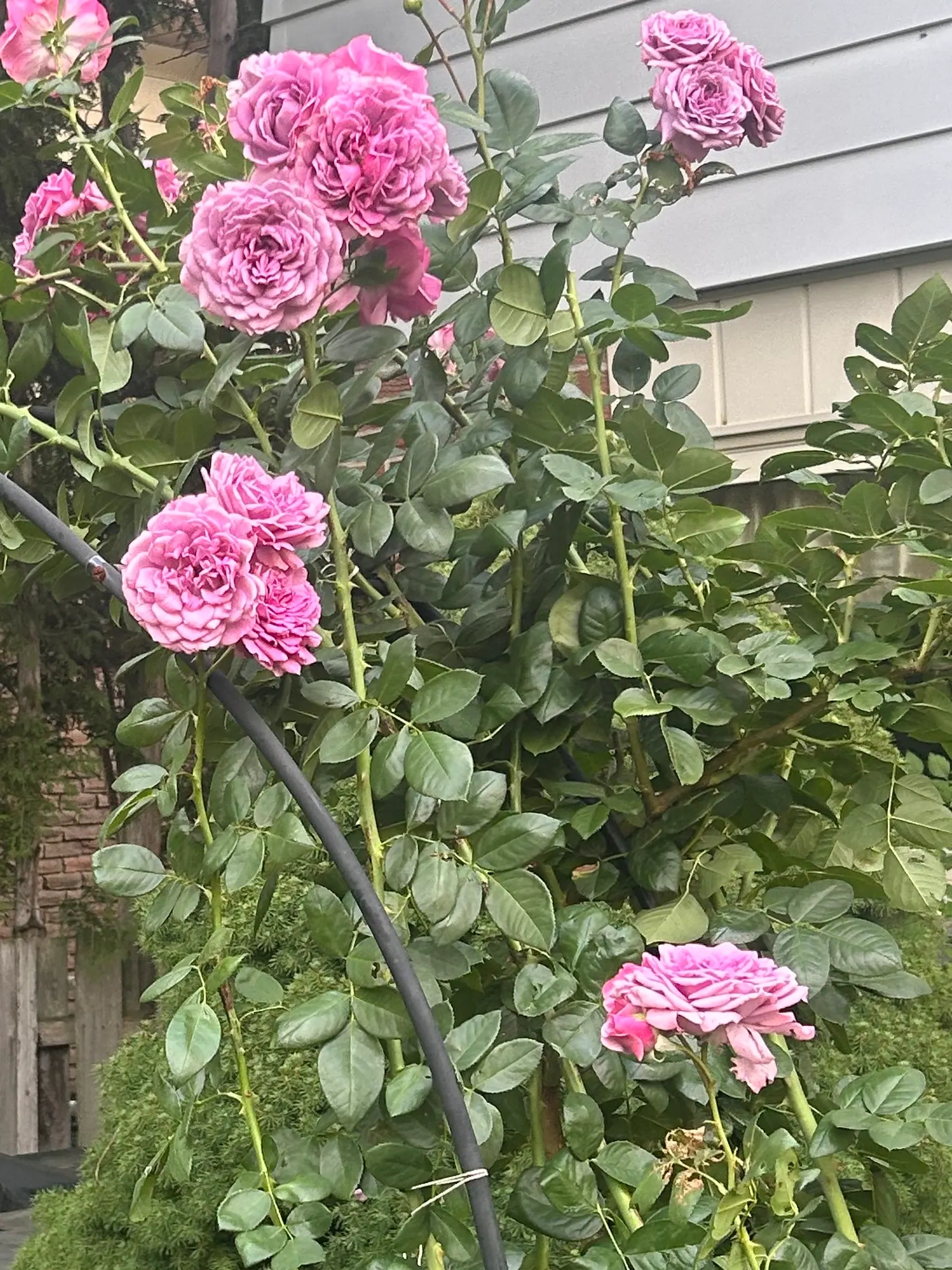 Flowers in garden image 11