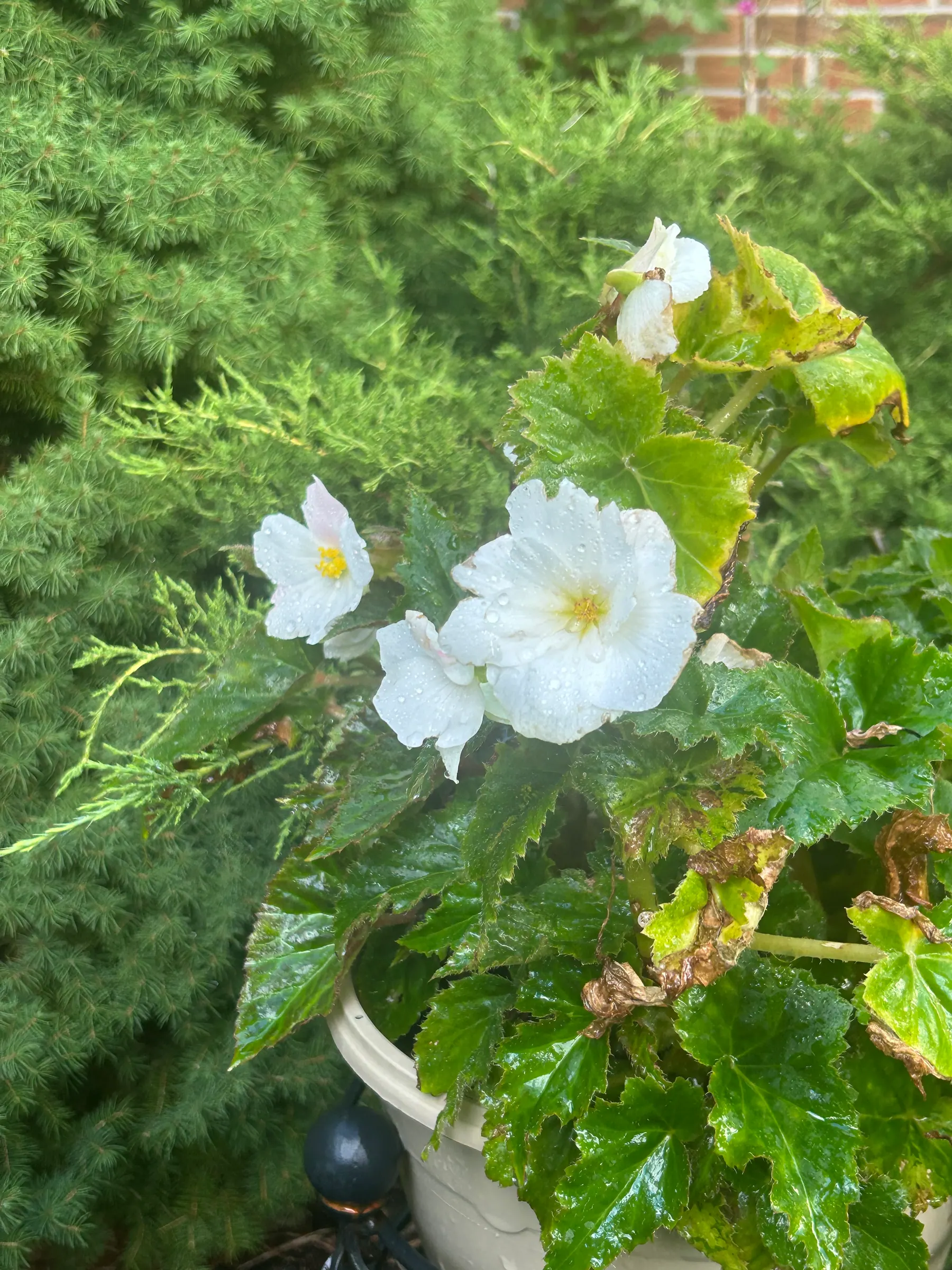 Flowers in garden image 12