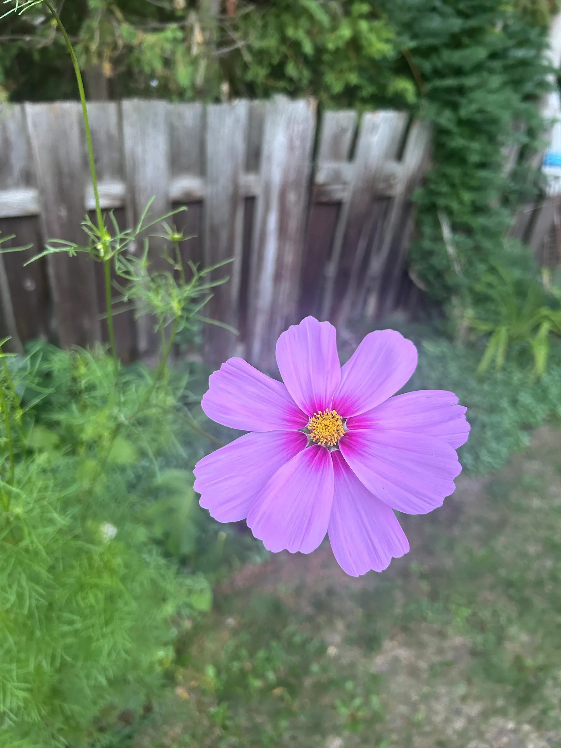 Flowers in garden image 13