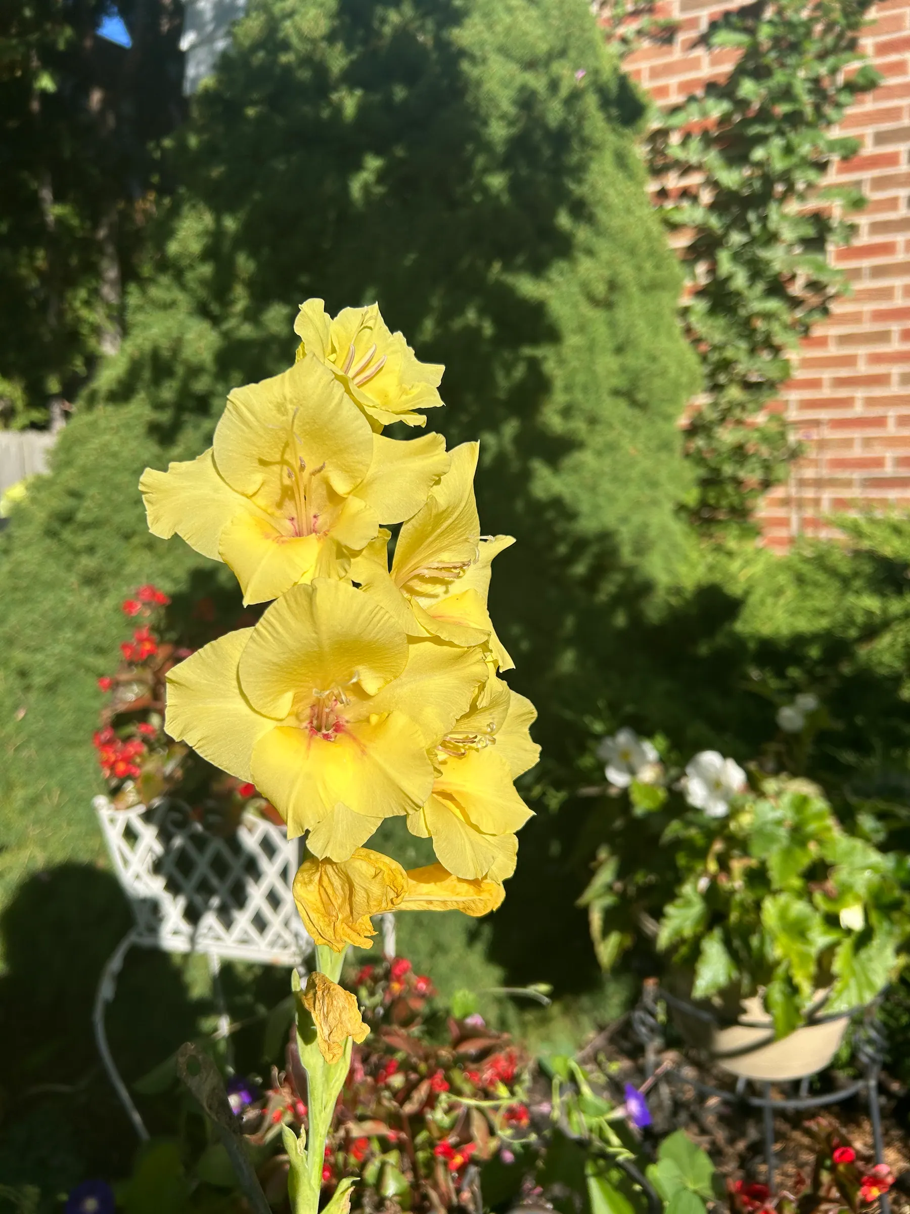 Flowers in garden image 15