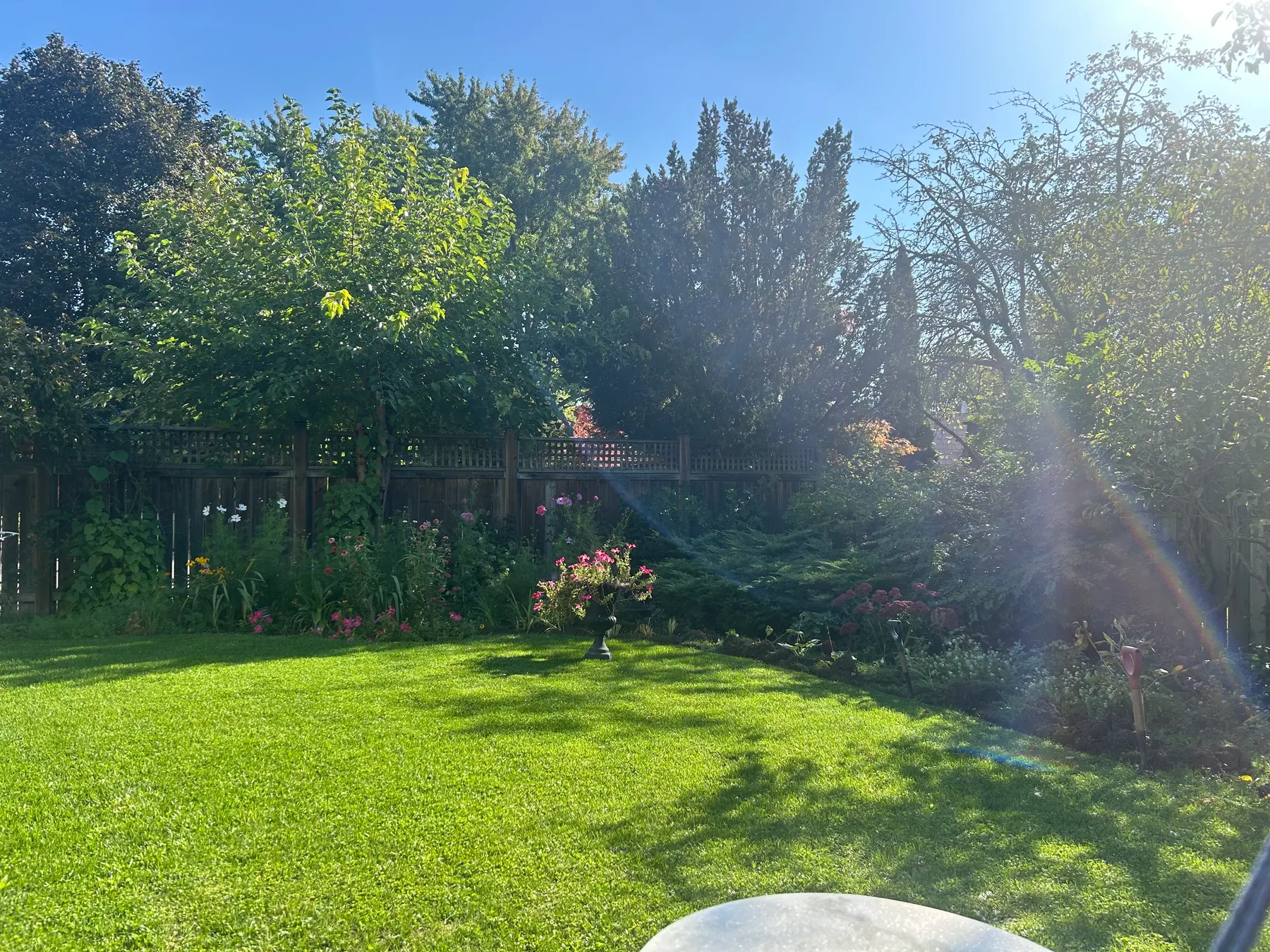 Flowers in garden image 16