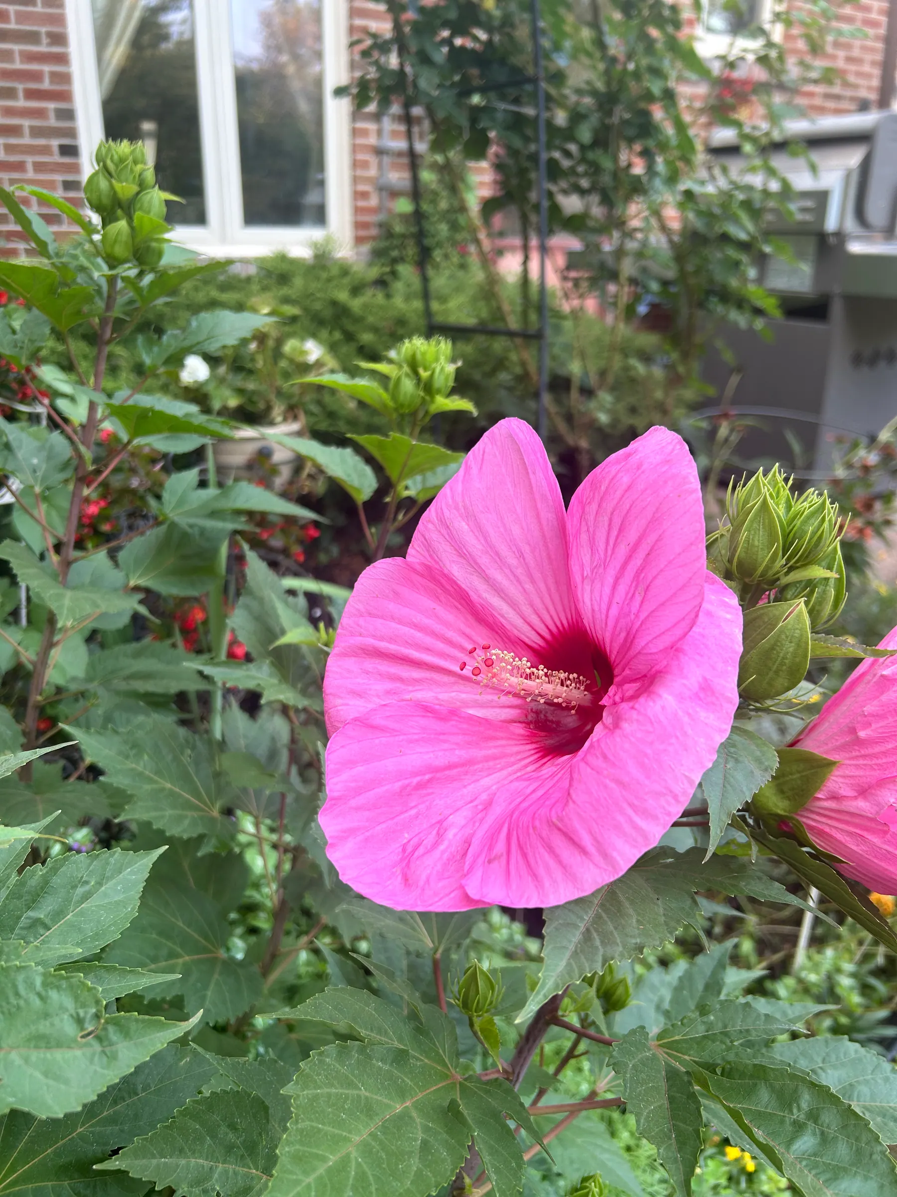 Flowers in garden image 17