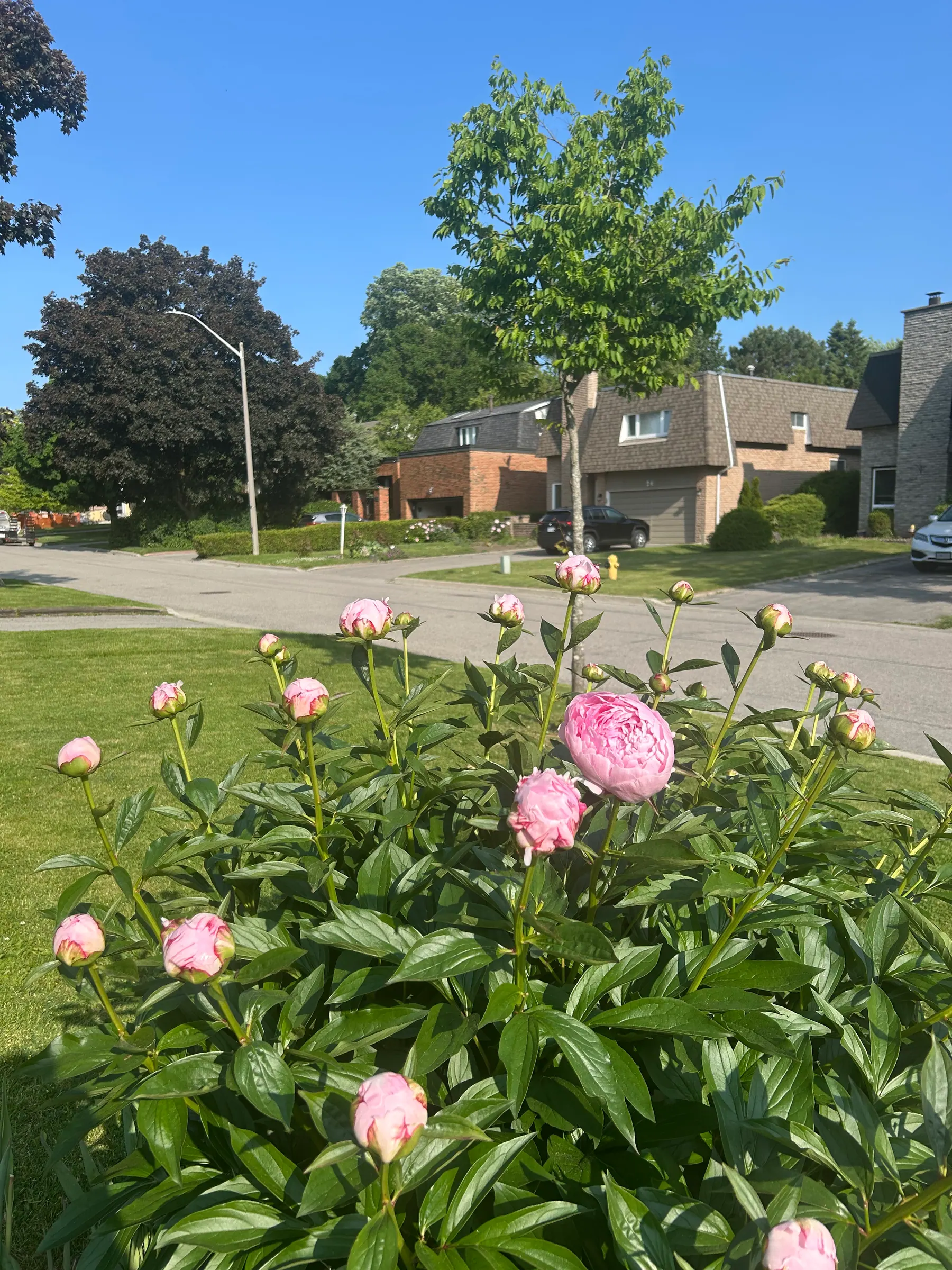 Flowers in garden image 18