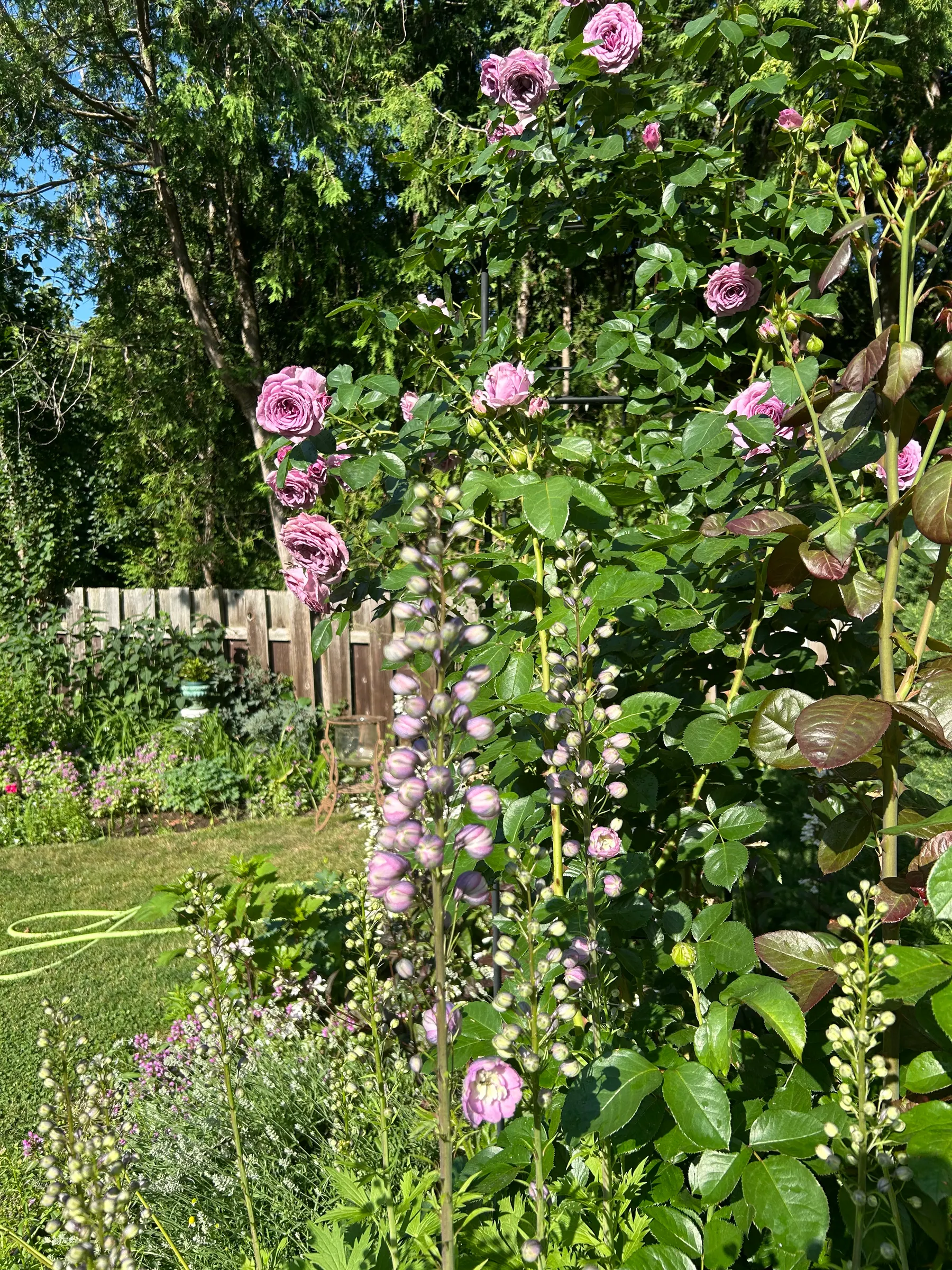 Flowers in garden image 19