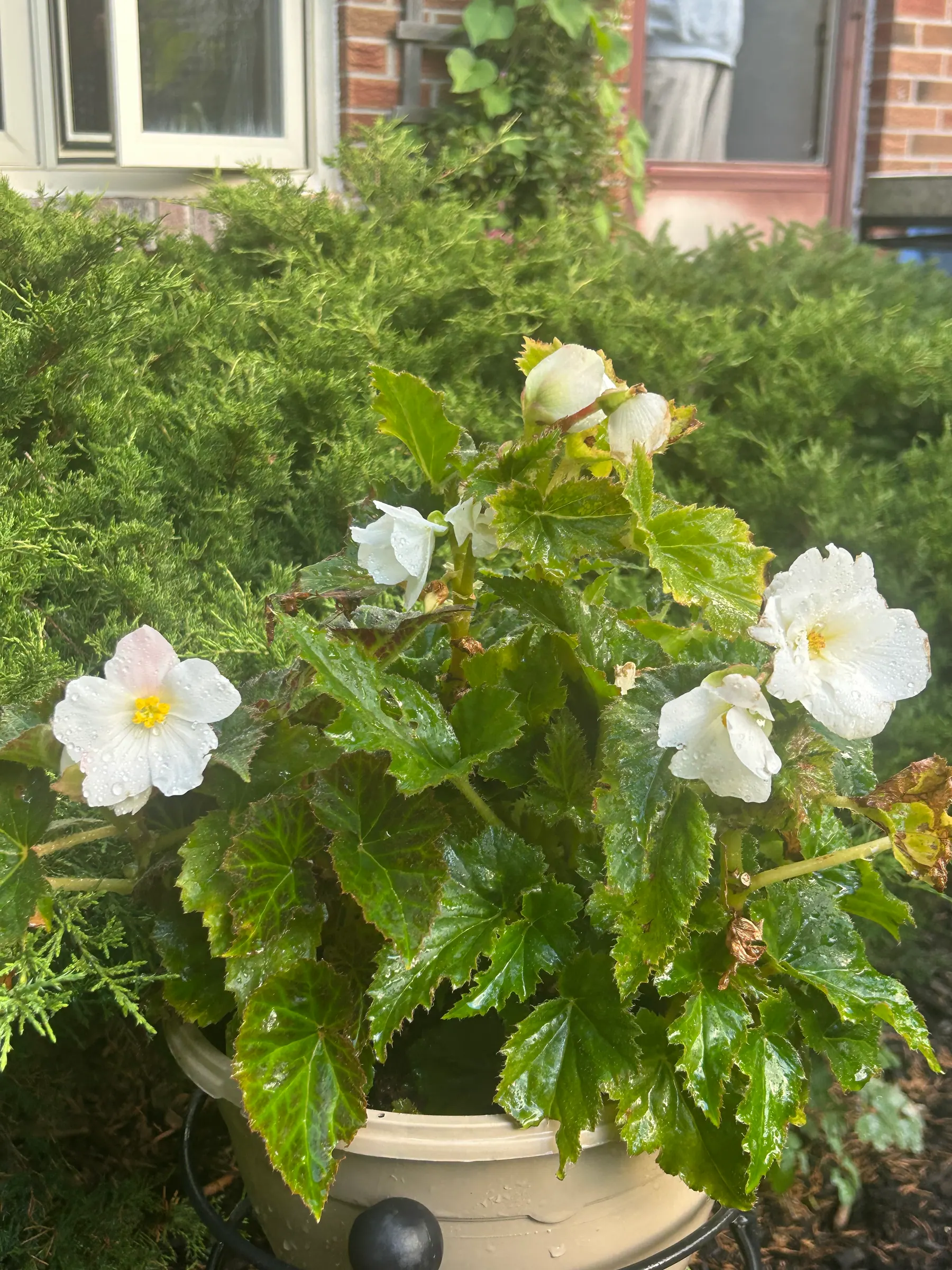 Flowers in garden image 20