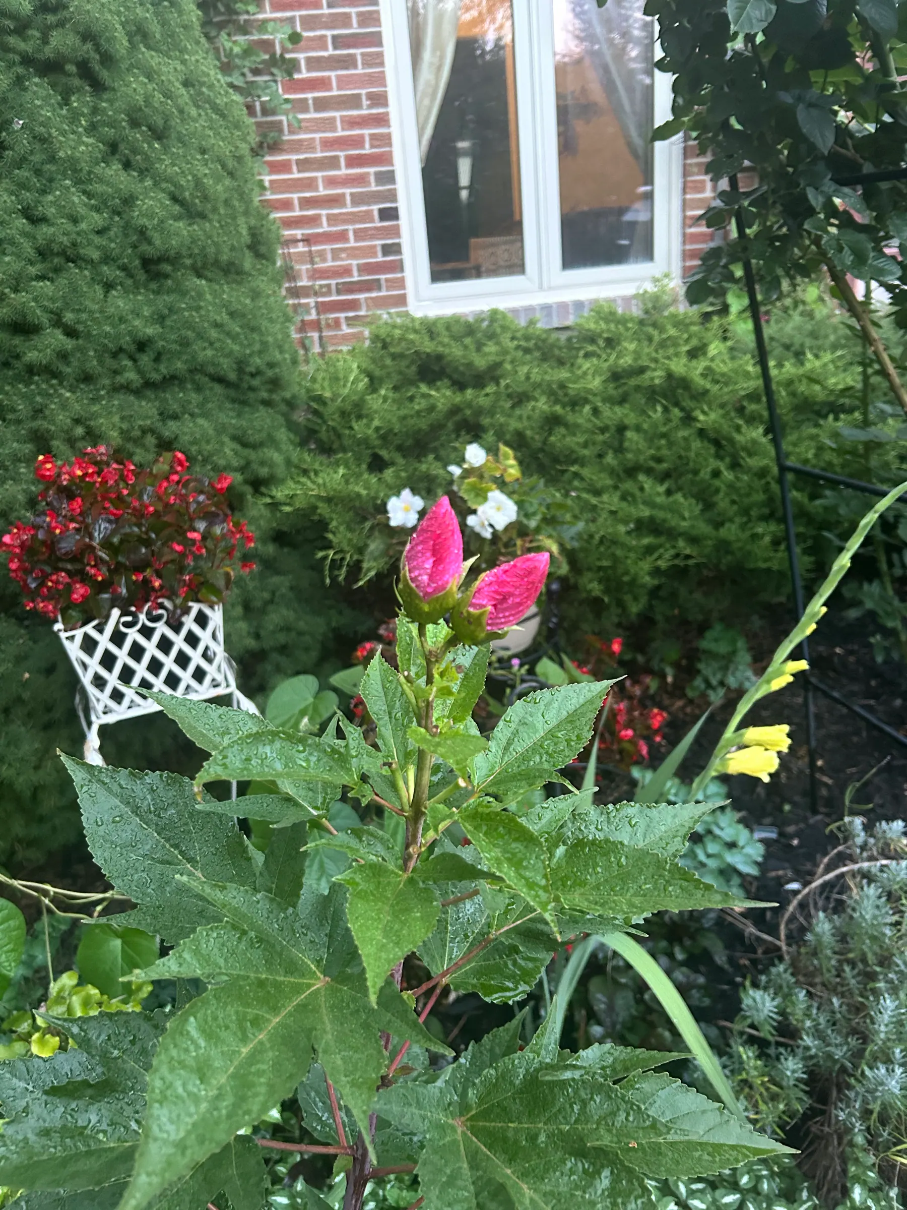 Flowers in garden image 21