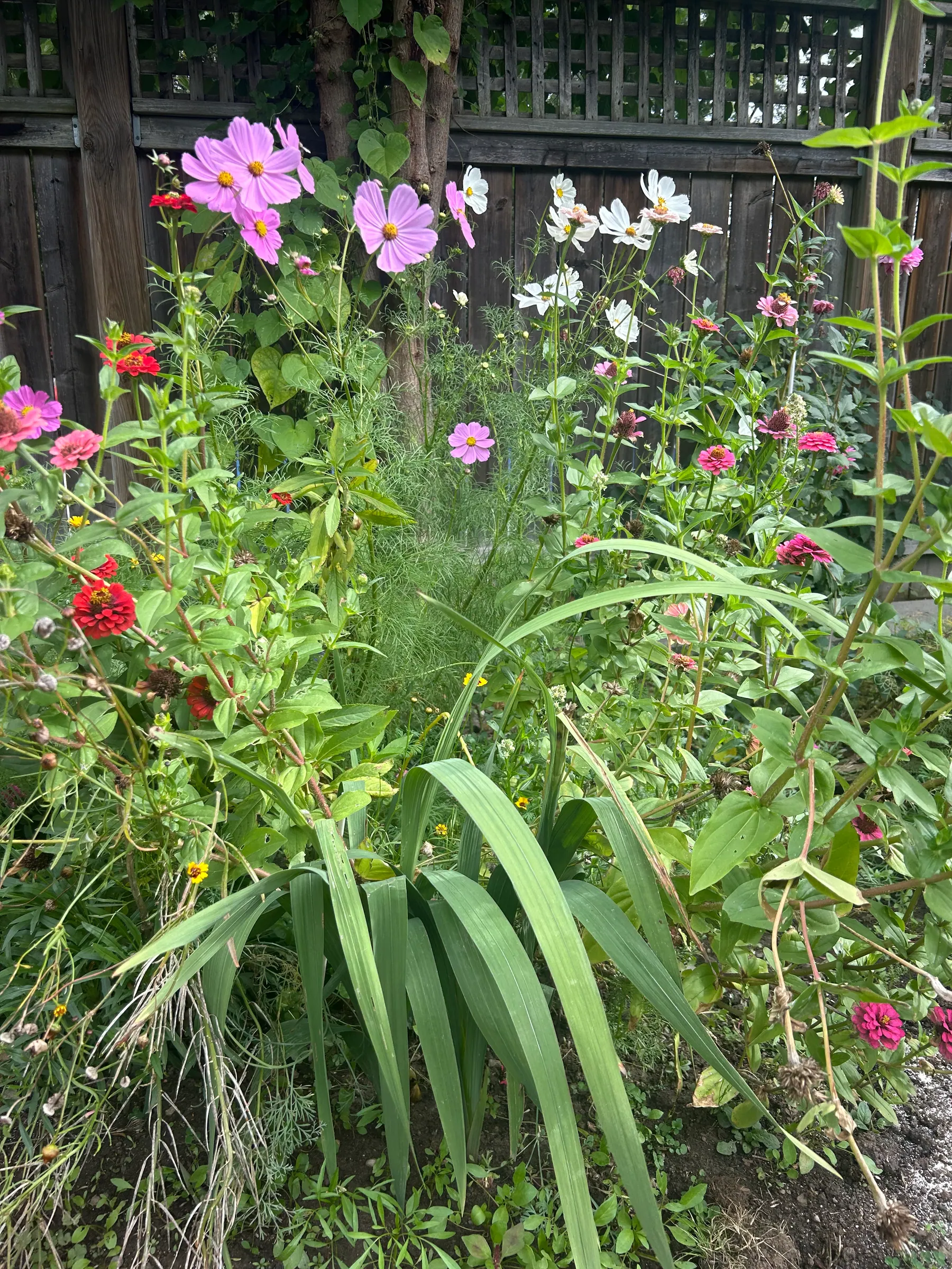 Flowers in garden image 22