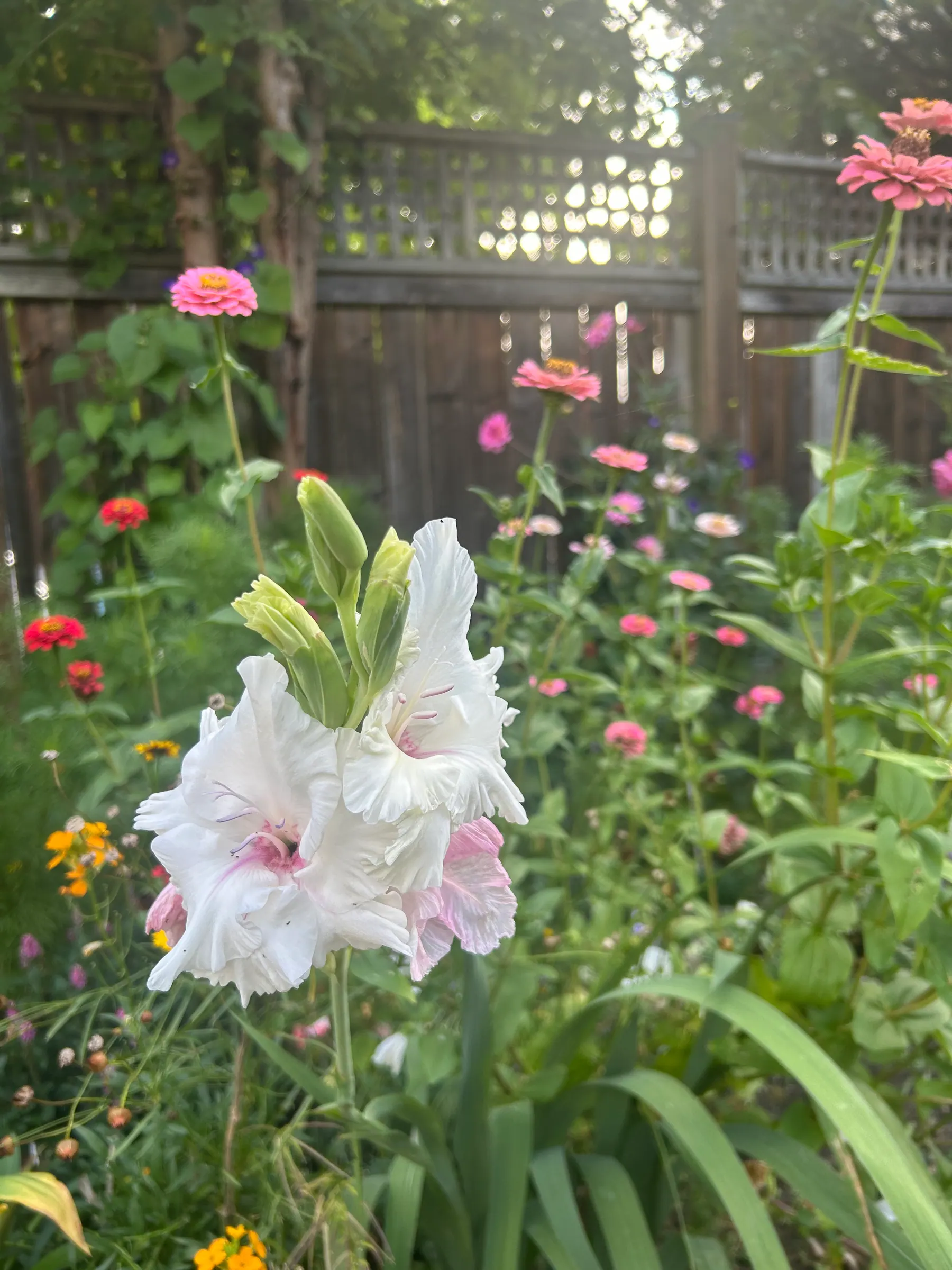 Flowers in garden image 24