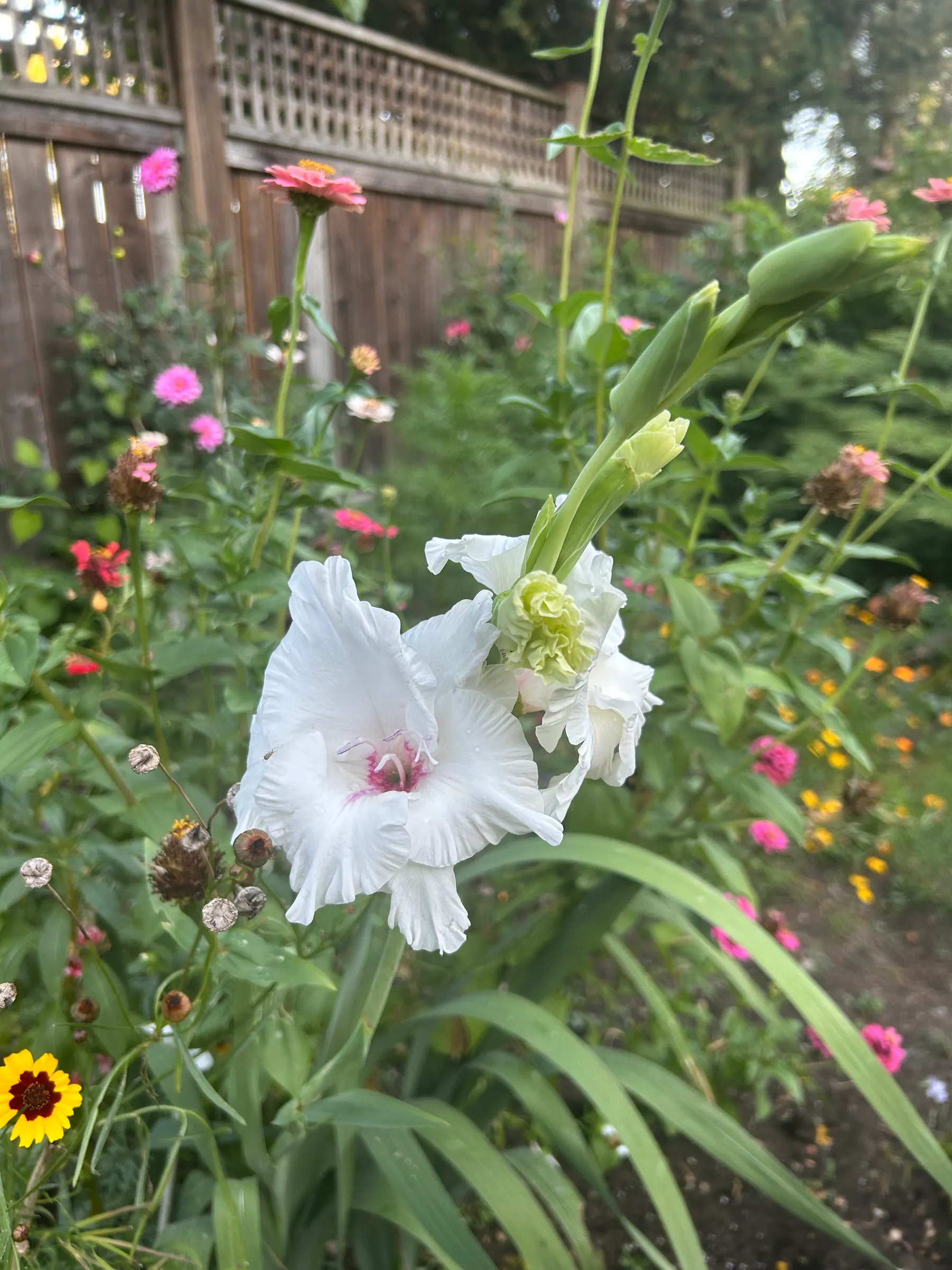 Flowers in garden image 25