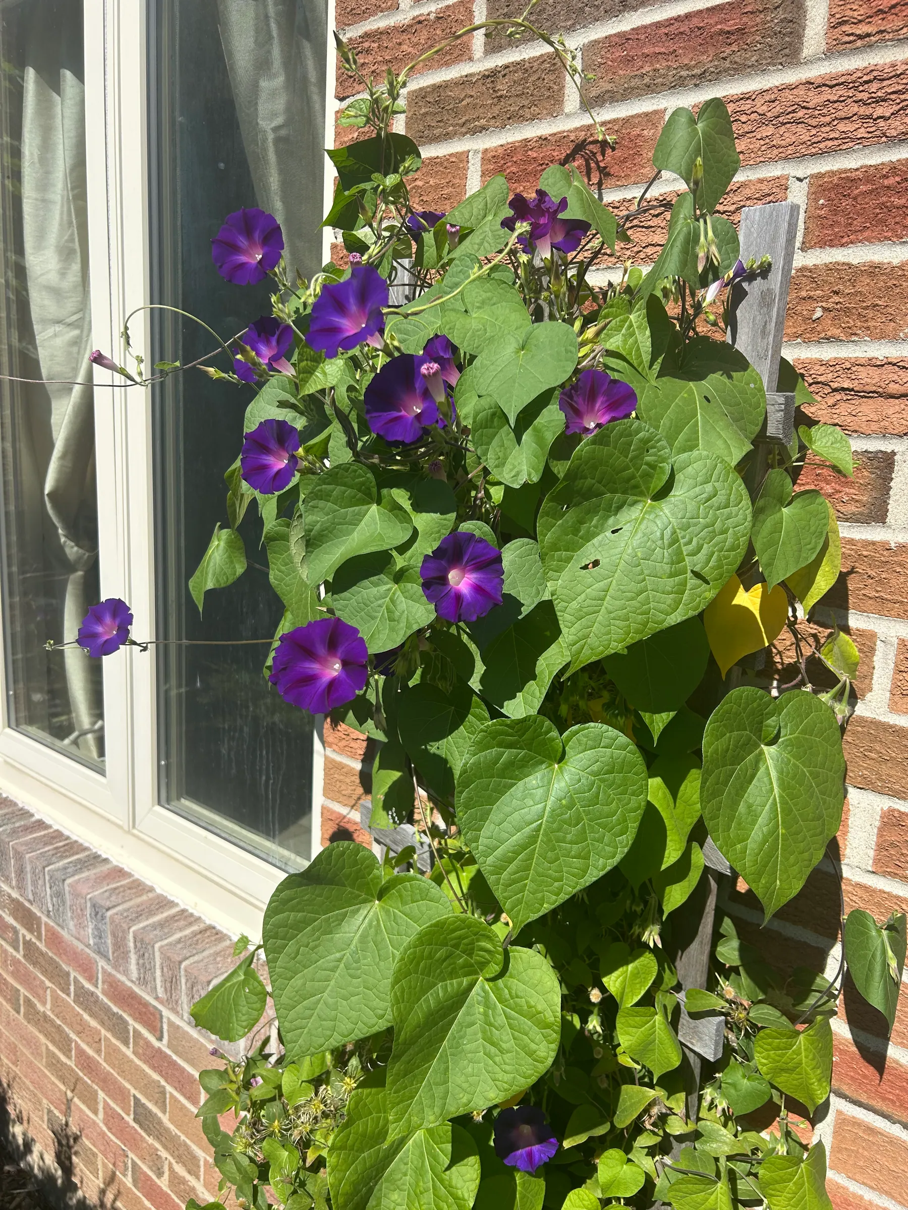 Flowers in garden image 26