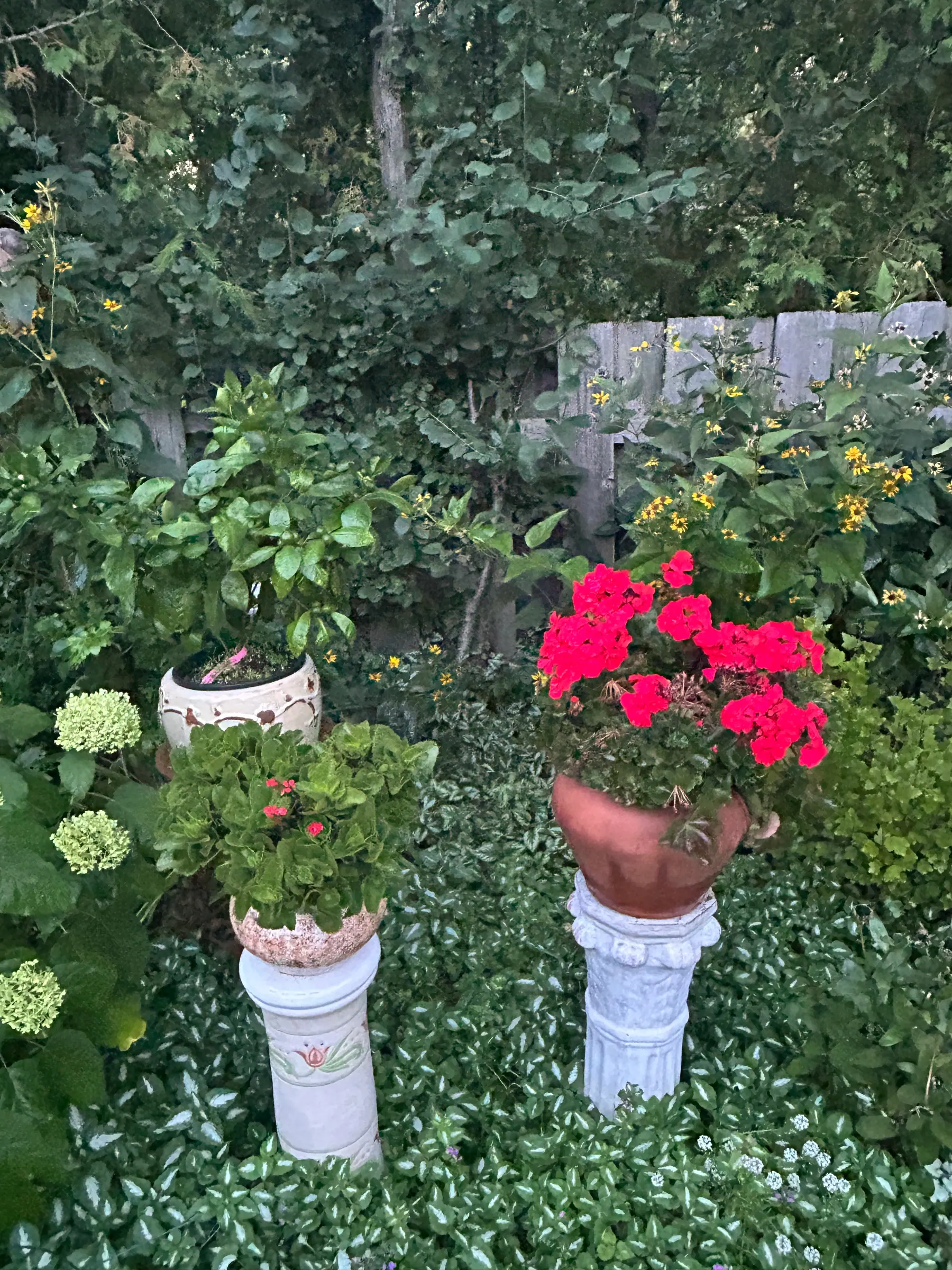 Flowers in garden image 27