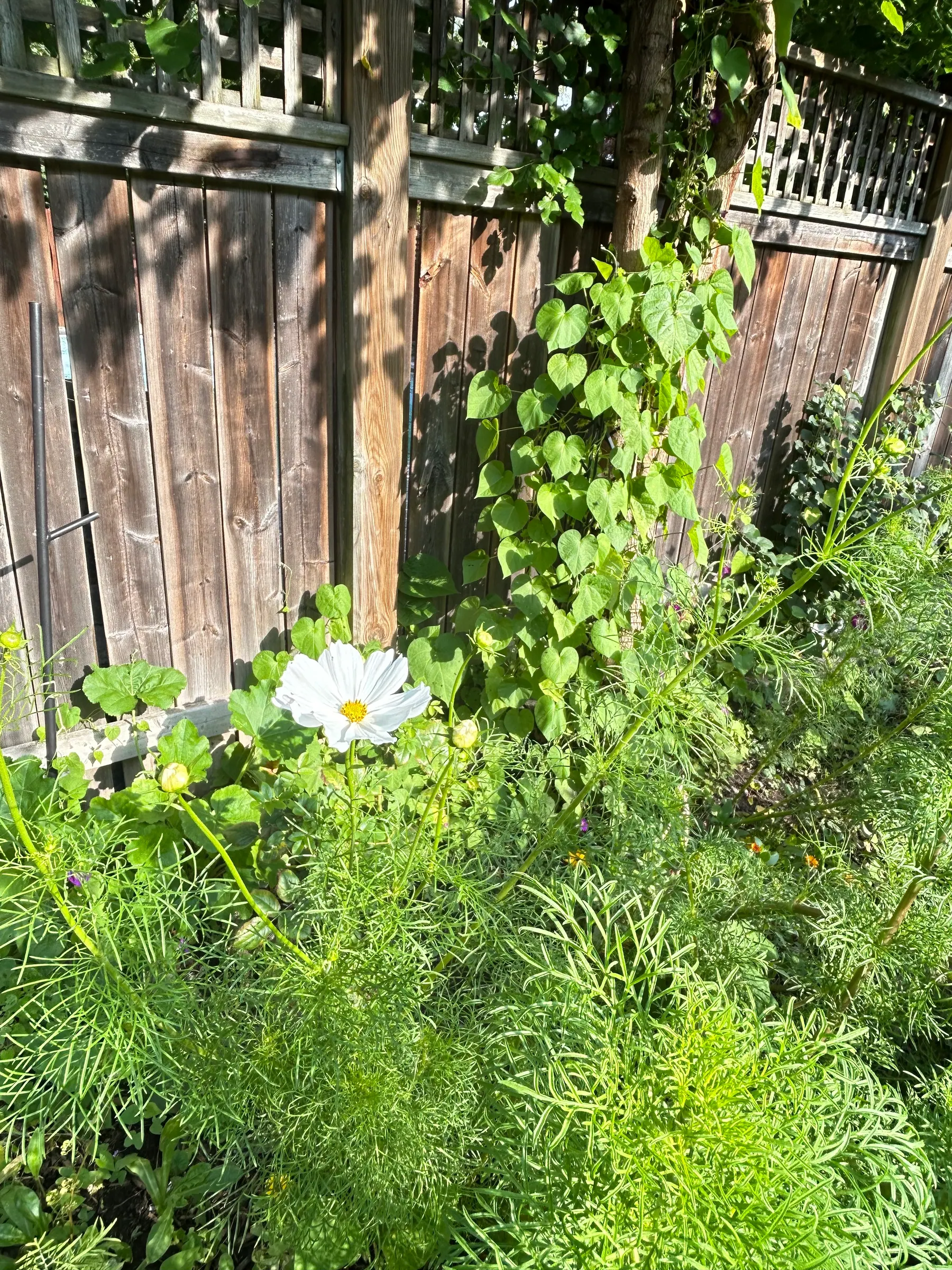 Flowers in garden image 28