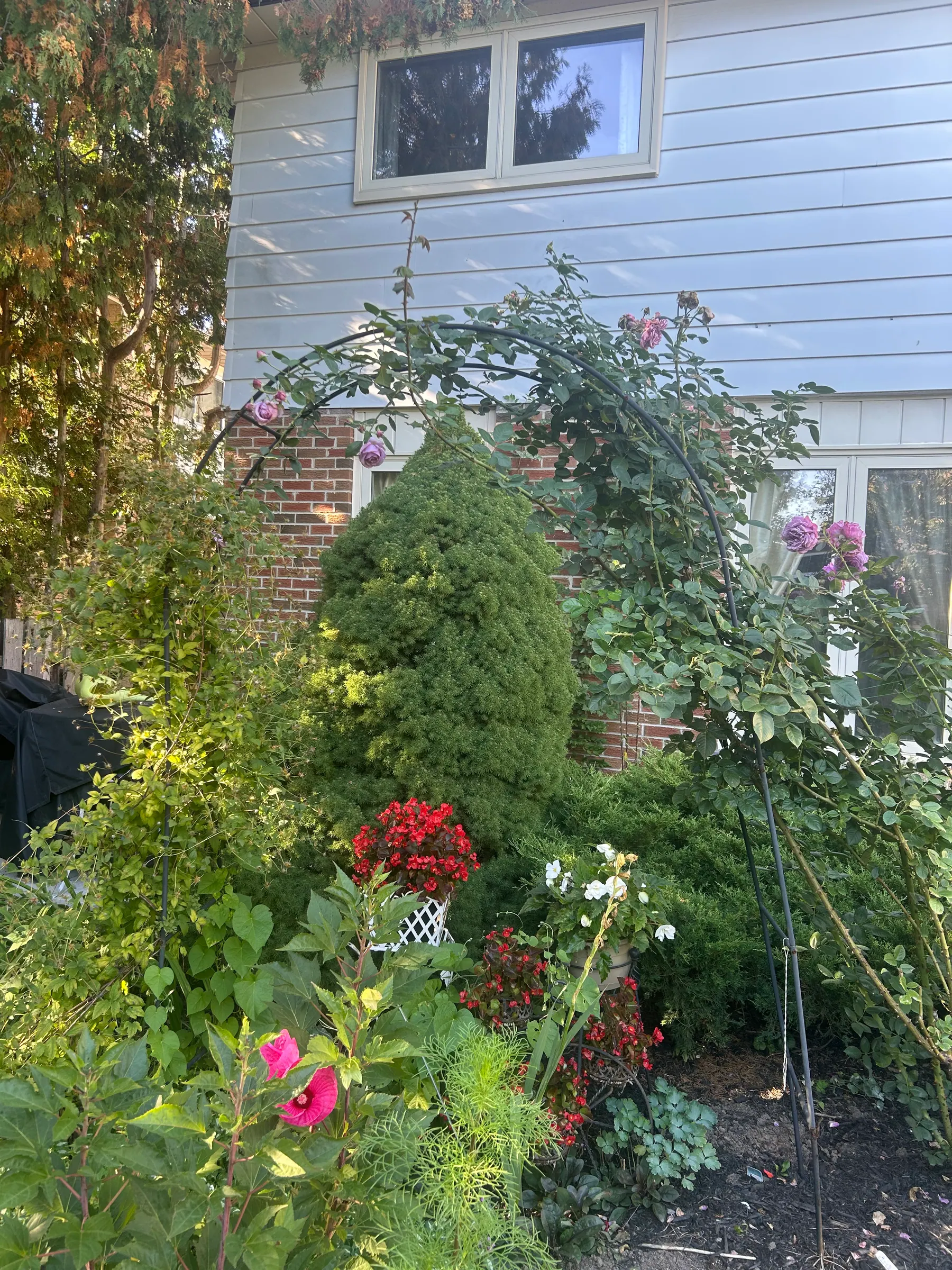 Flowers in garden image 29