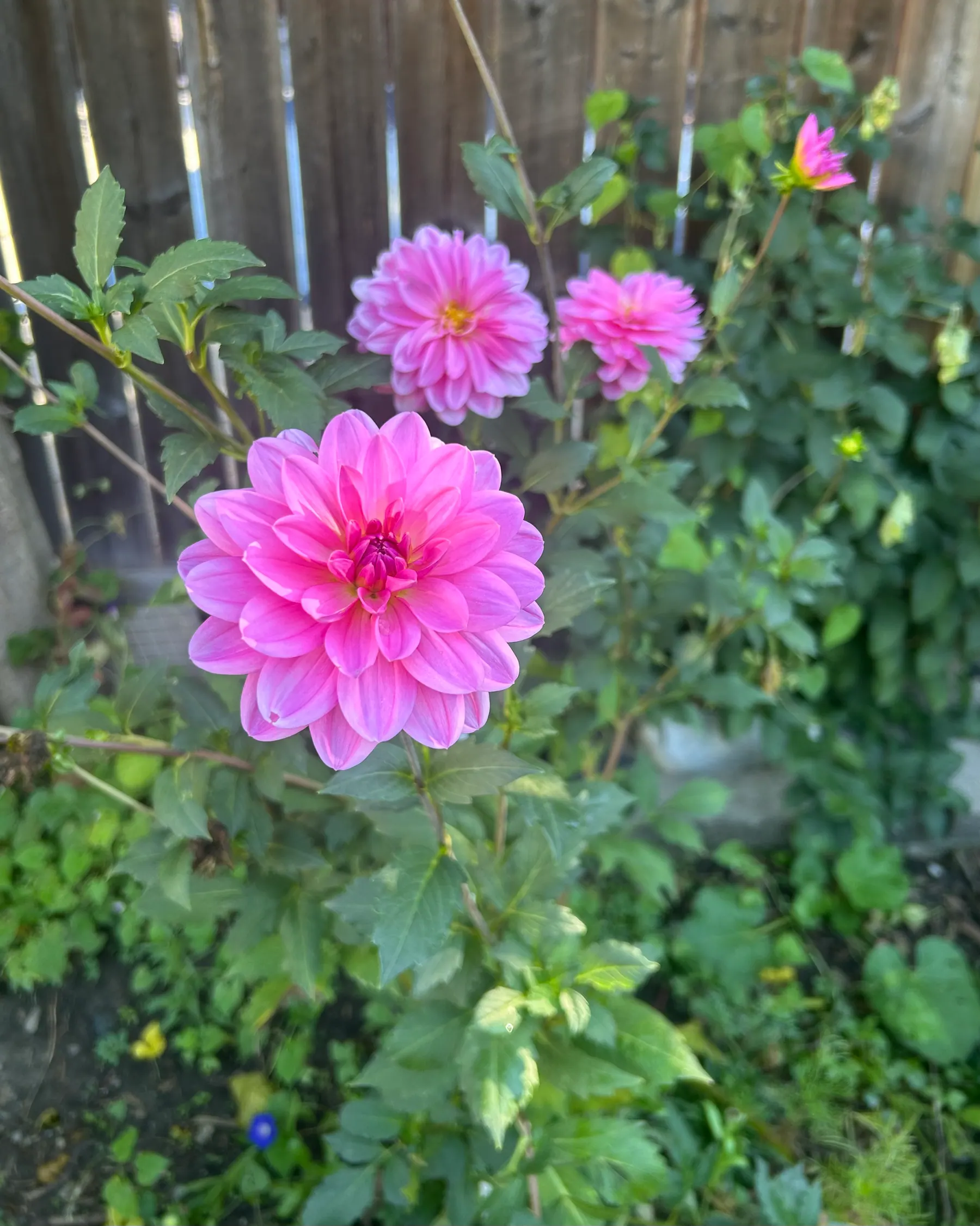 Flowers in garden image 3