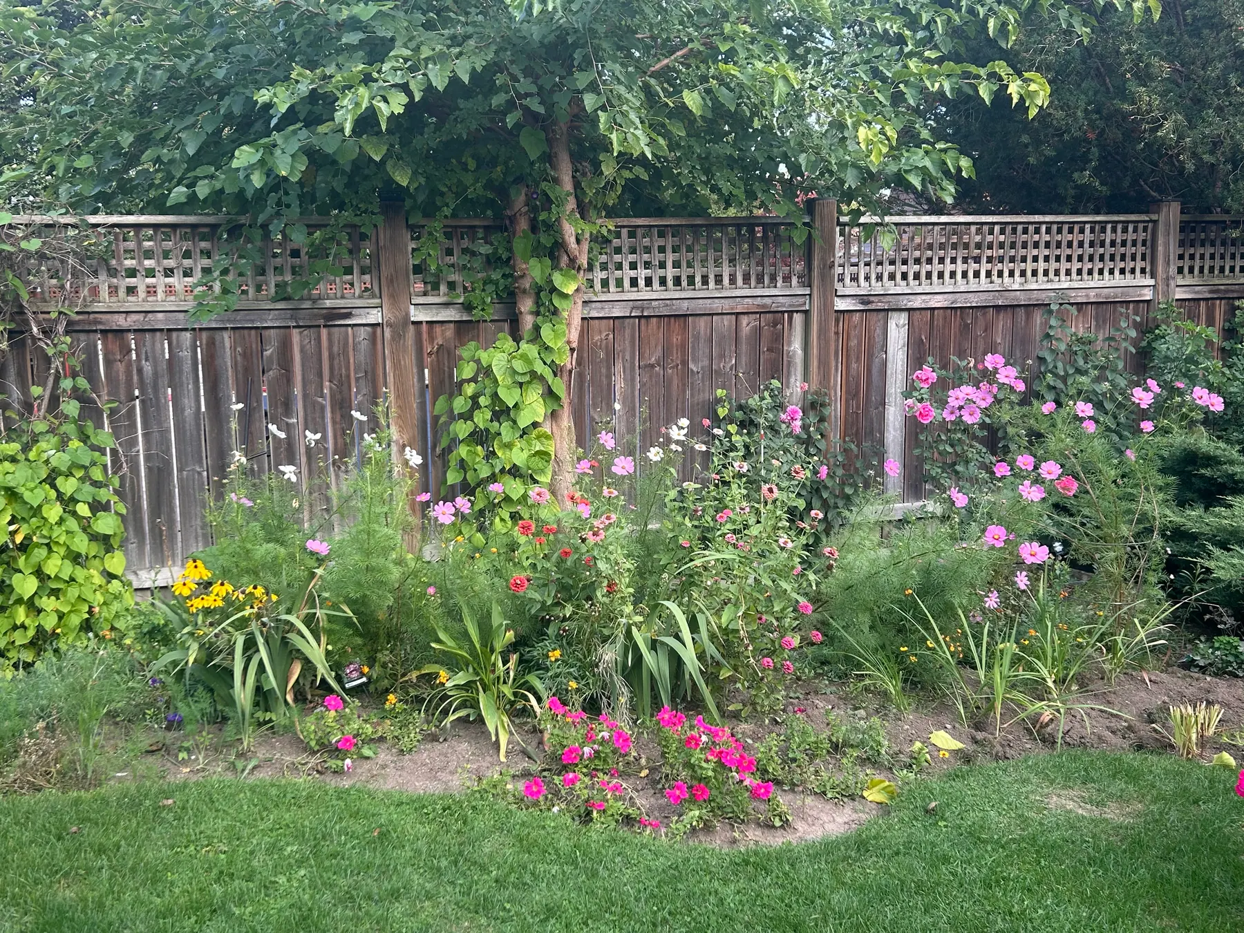 Flowers in garden image 5