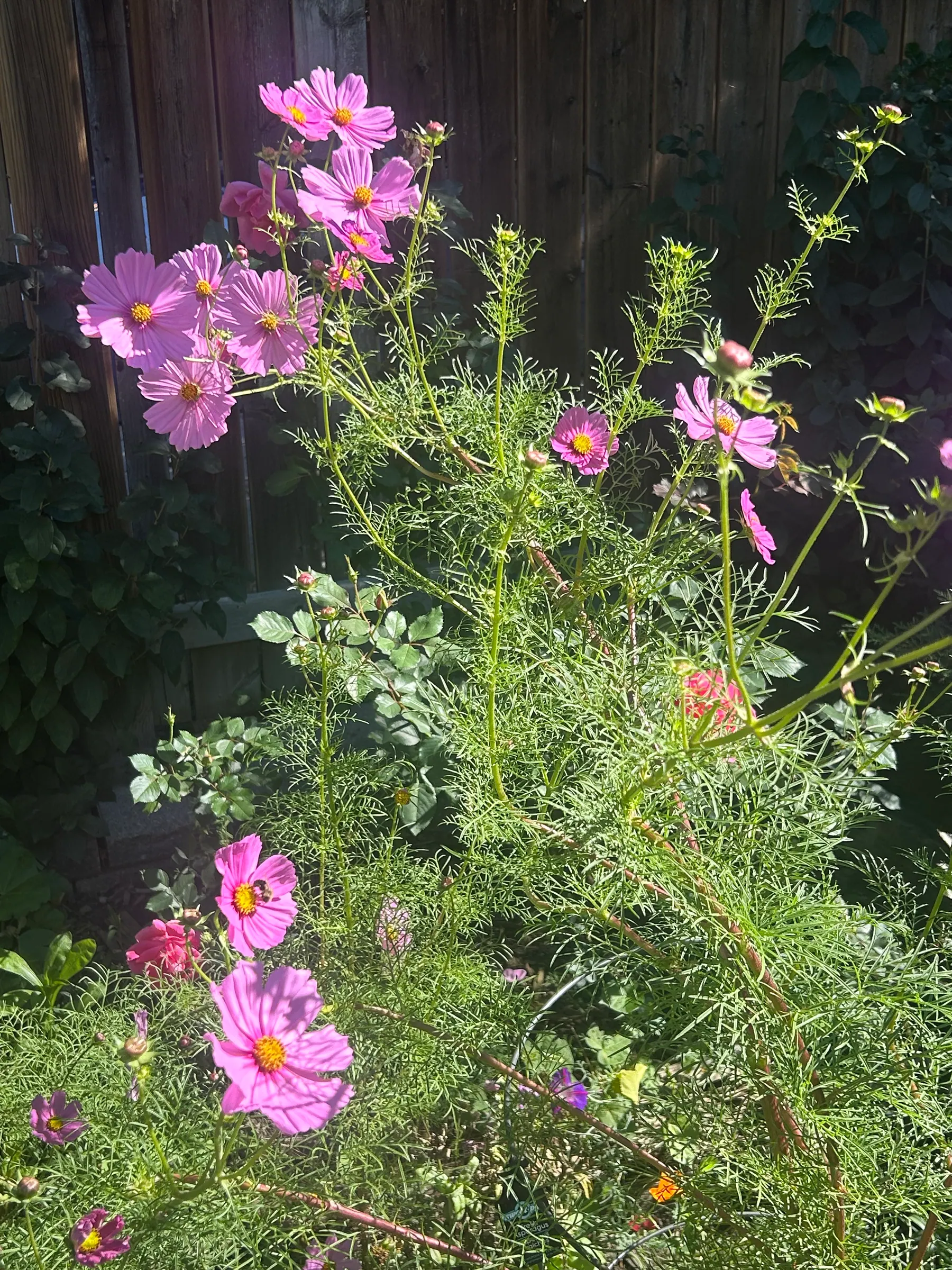 Flowers in garden image 6
