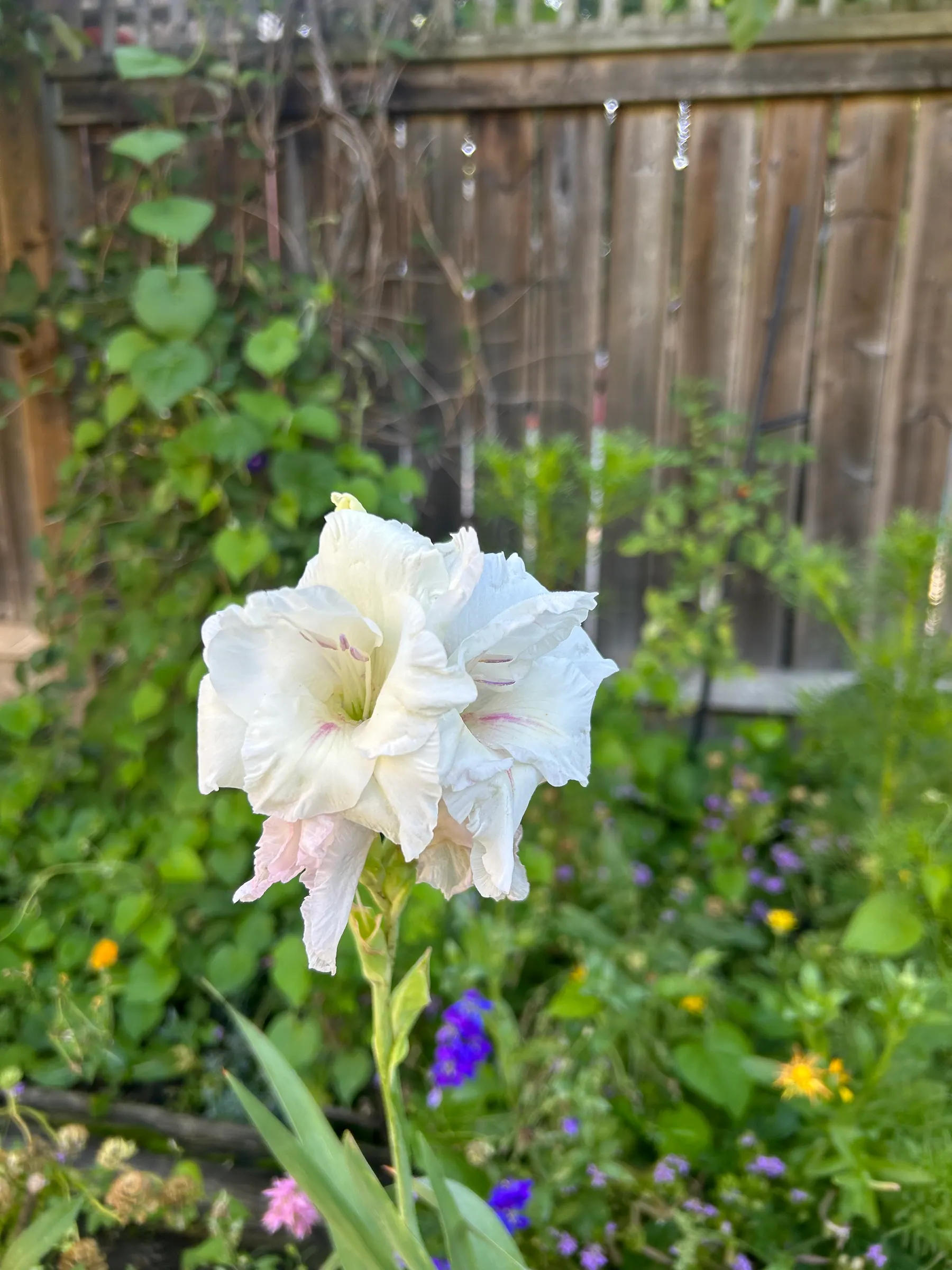 Flowers in garden image 7
