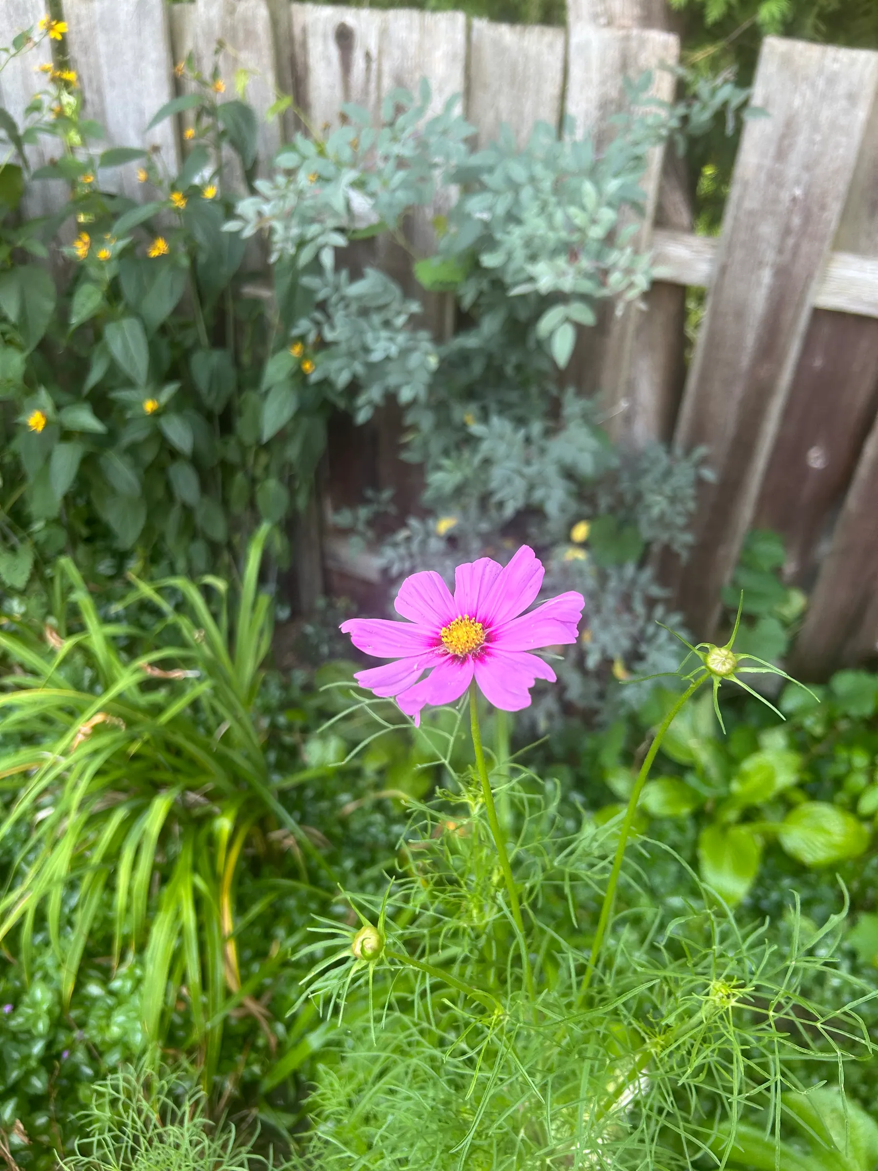 Flowers in garden image 8
