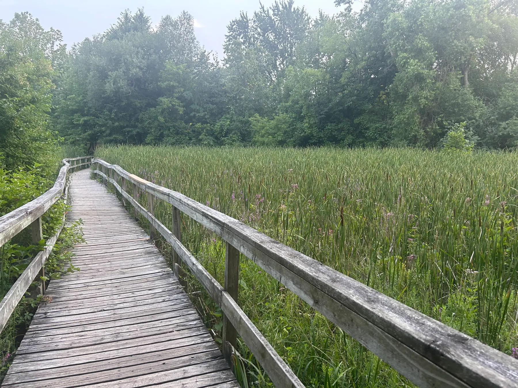 Toogood pond image 11