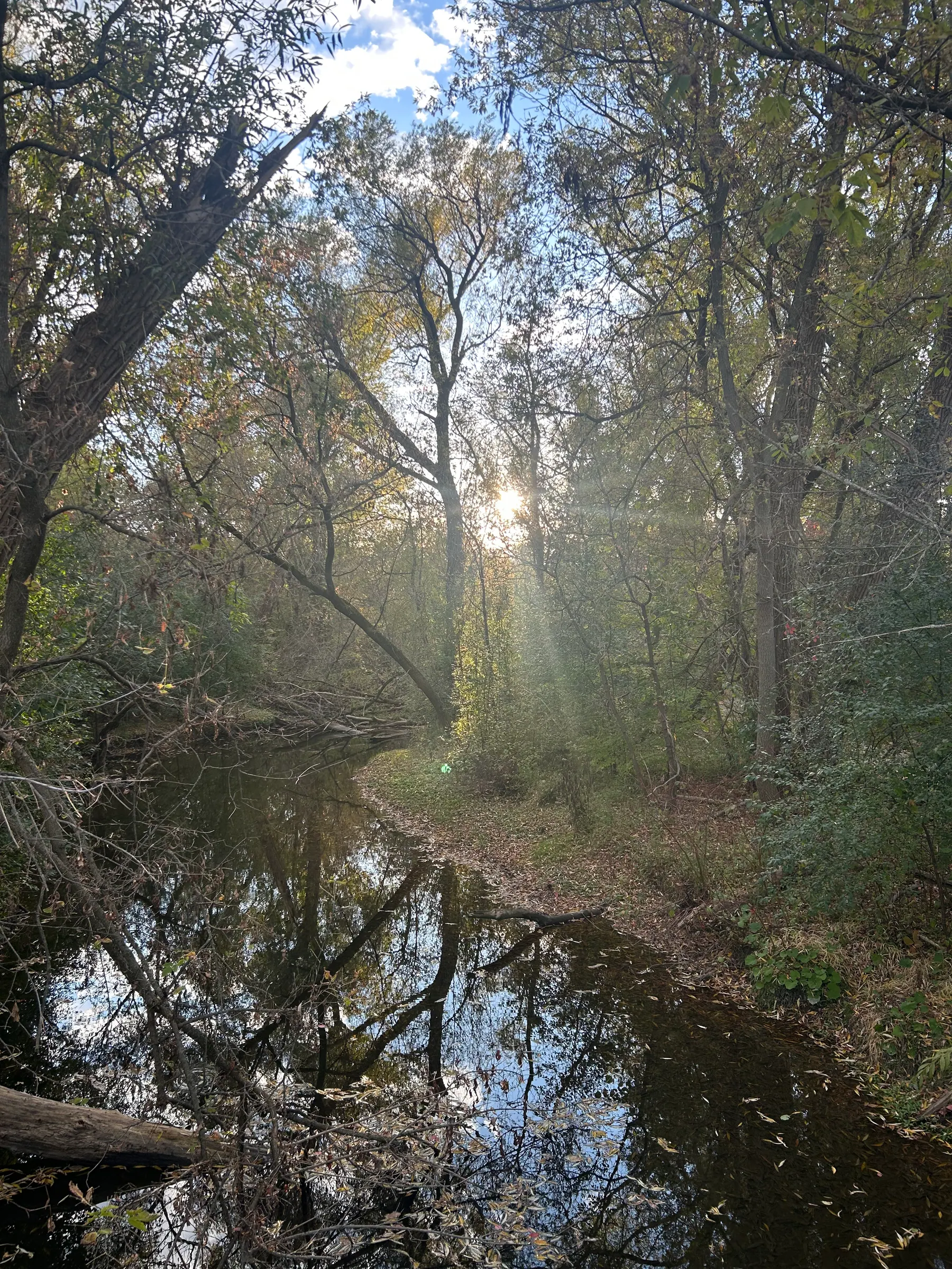 Toogood pond image 12