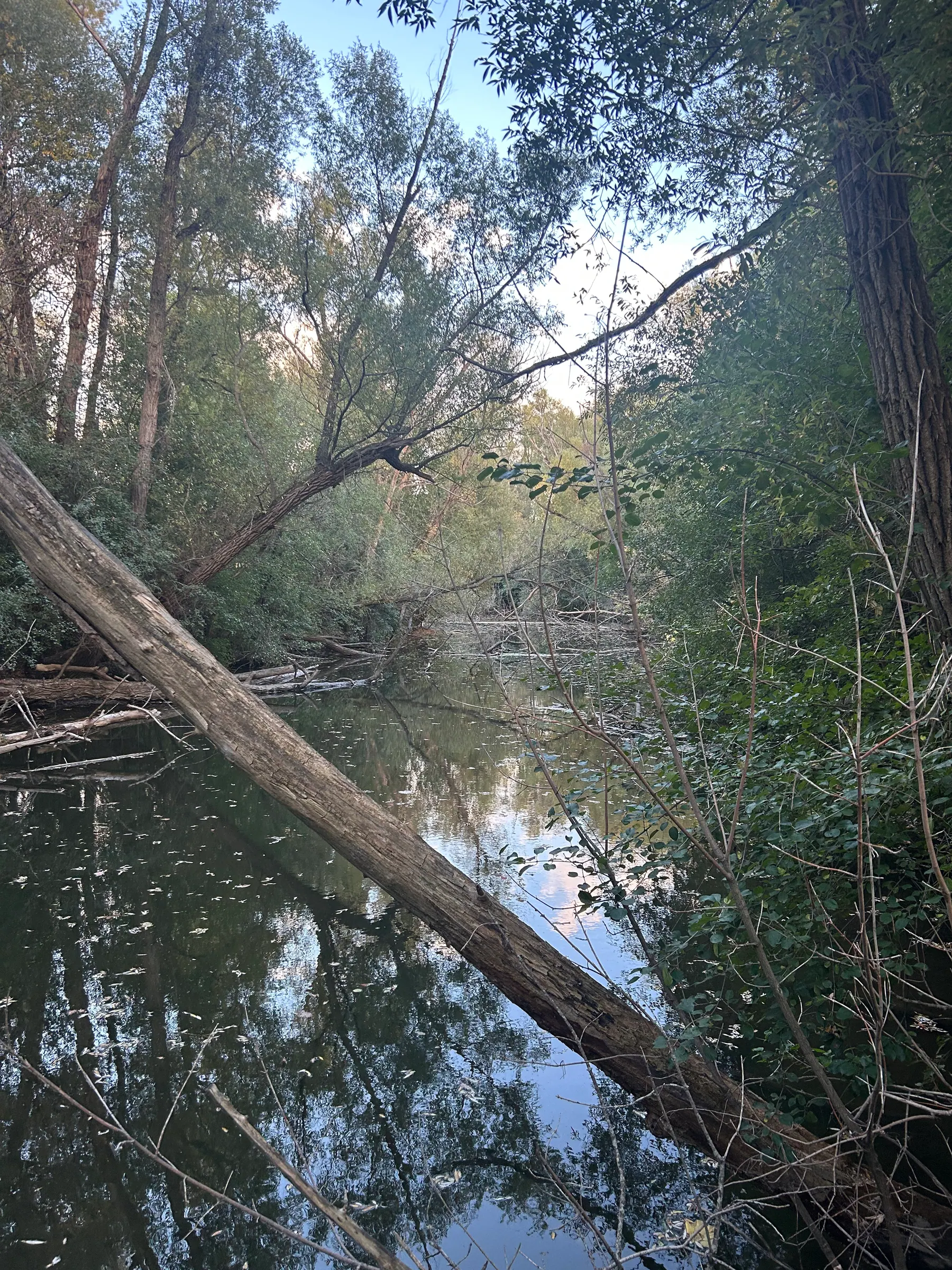 Toogood pond image 6