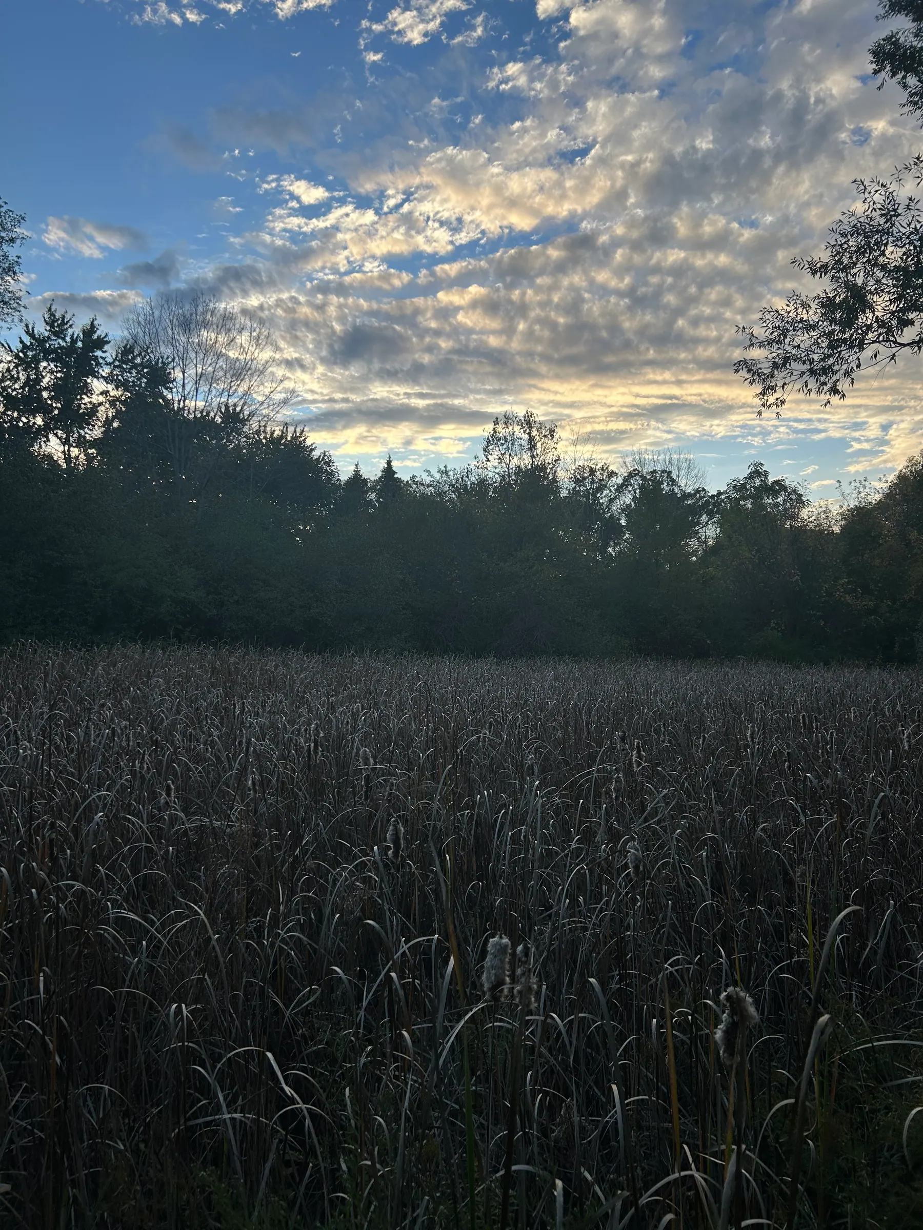 Toogood pond image 13